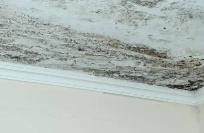 Mold Damage Cleanup