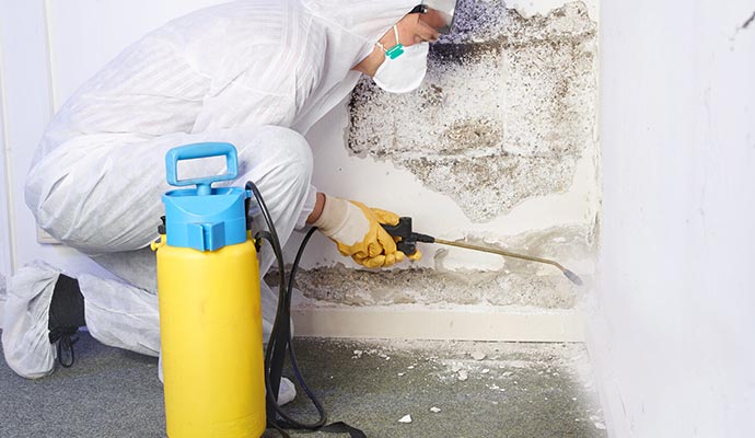 Mold cleanup service