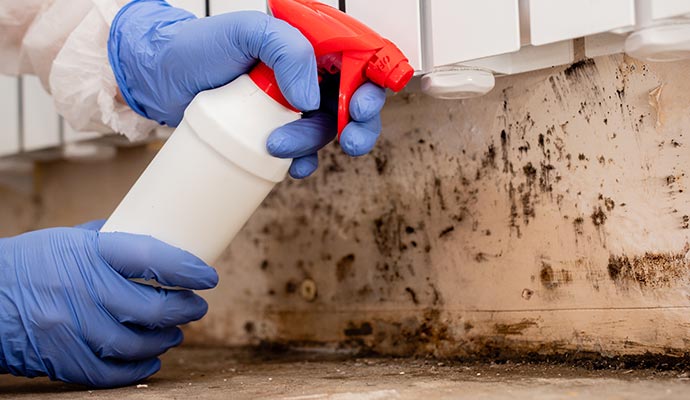 Professional mold decontamination